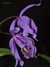 Cattleya maxima Hochland (Asendorfer)